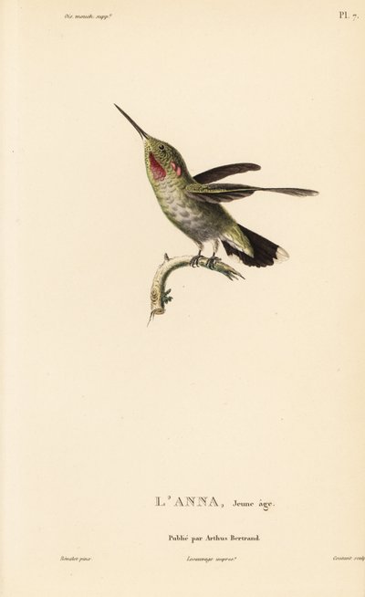 Colibri de Anna, Calypte anna (Ornismya anna), juvenil. Gravura em metal aço colorida à mão por Coutant a partir de uma ilustração de Jean-Gabriel Pretre da História Natural do Género Colibri de Colibris de René Primevere Lesson. de Unbekannter Künstler