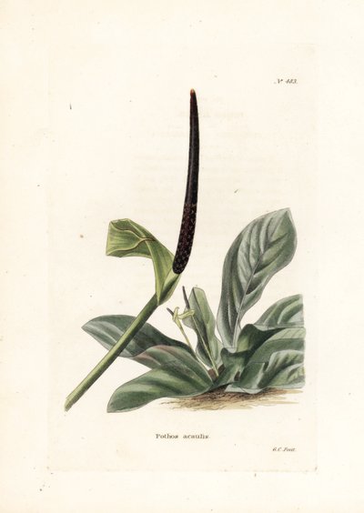Ninho de pássaro de antúrio ou repolho de antúrio (Pothos acaulis) - Litografia de George Cooke, para a revista britânica Conrad Loddiges Botanical Cabinet (1738-1826) de Unbekannter Künstler