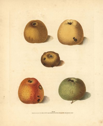 Variedades de maçã, Malus domestica: Franklin