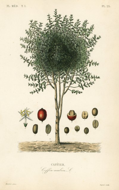 Árvore de café arábica, Coffea arabica, Cafeyer de Unbekannter Künstler