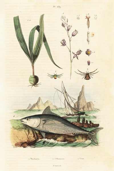 Atum rabilho do Atlântico e orquídea belitia. de Unbekannter Künstler