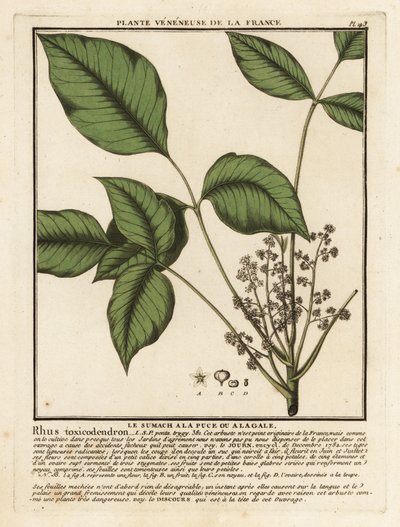 Carvalho venenoso do Atlântico, Toxicodendron pubescens. de Unbekannter Künstler
