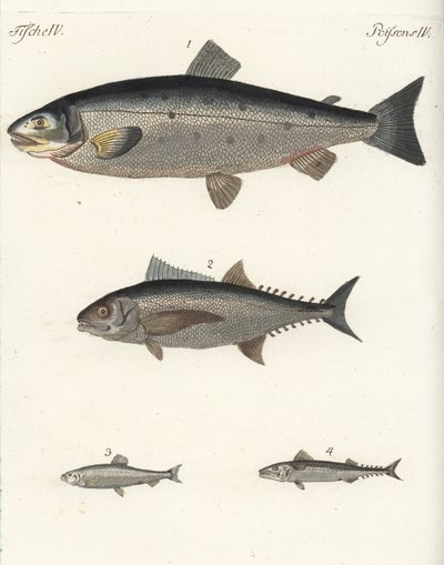 Salmão-do-Atlântico, Salmo salar 1, atum, Thunnus species 2, arenque-do-Atlântico, Clupea harengus 3, e cavala-do-Atlântico, Scomber scombrus 4. Gravura em chapa de cobre colorida à mão do Bilderbuch fur Kinder (Livro de imagens para crianças) de Friedrich de Unbekannter Künstler