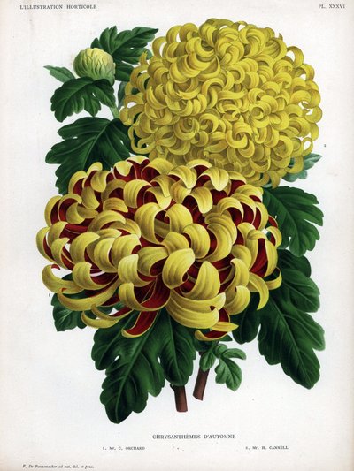 Híbridos de crisântemos de outono: M. C. Orchard tem uma grande flor amarela e carmesim e M. H. Cannell tem uma grande flor amarela. de Unbekannter Künstler