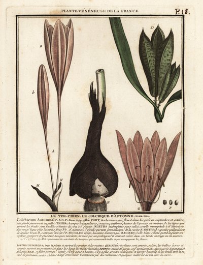 Açafrão de outono, Colchicum autumnale. de Unbekannter Künstler