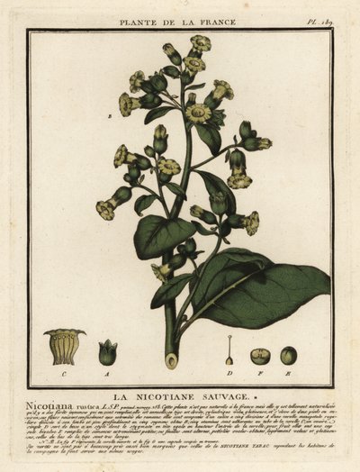 Tabaco asteca, Nicotiana rustica. de Unbekannter Künstler