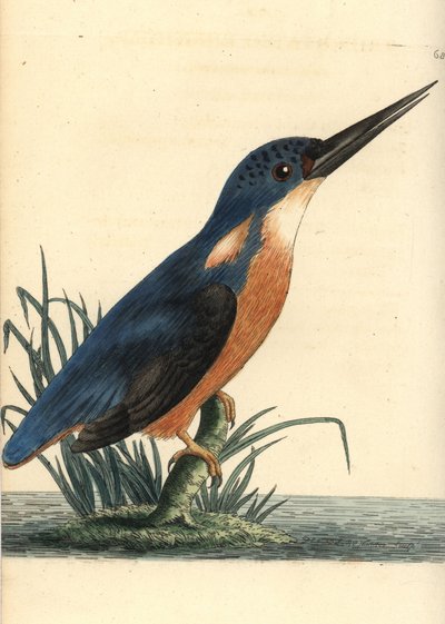 Guarda-rios azul, Ceyx azureus (Guarda-rios tridigitado, Alcedo tribrachys). Ilustração desenhada e gravada por Richard Polydore Nodder. Gravura em chapa de cobre colorida à mão de George Shaw e Frederick Nodder, The Naturalist