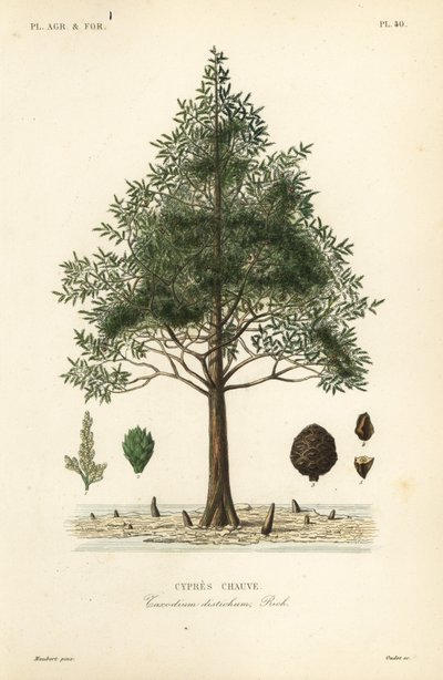 Cipreste careca ou cipreste pantanoso, Taxodium distichum, Cypres chauve de Unbekannt