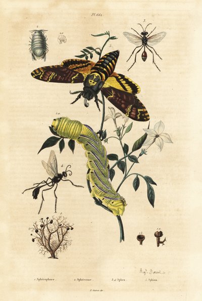 Líquen de bola, Sphaerophorus globulus 1, crustáceo Dynamene 2, vespas escavadoras, espécies Sphex 3,4, e gavião africano, Acherontia atropos, e caterplillar 5 de Unbekannt
