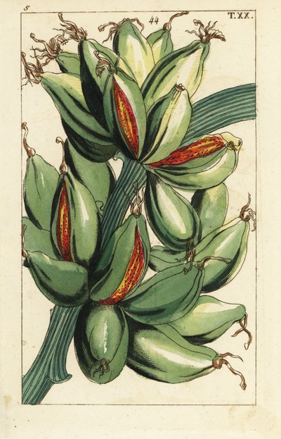 Fruto de banana crescendo verticalmente no galho, Musa sapientum. de Unbekannter Künstler