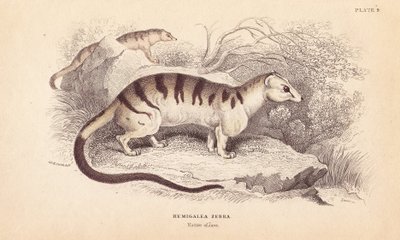 Gato civeta de palma, Hemigalus derbyanus (Hemigalea zebra). Ameaçado. Gravura em metal aço colorida à mão por Lizars a partir de uma ilustração de Charles Hamilton Smith da Naturalist