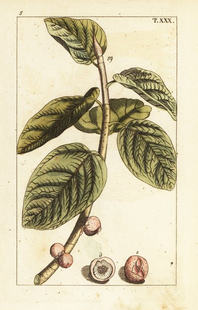 Ramo de figo banyan com fruta, Ficus benghalensis. de Unbekannter Künstler