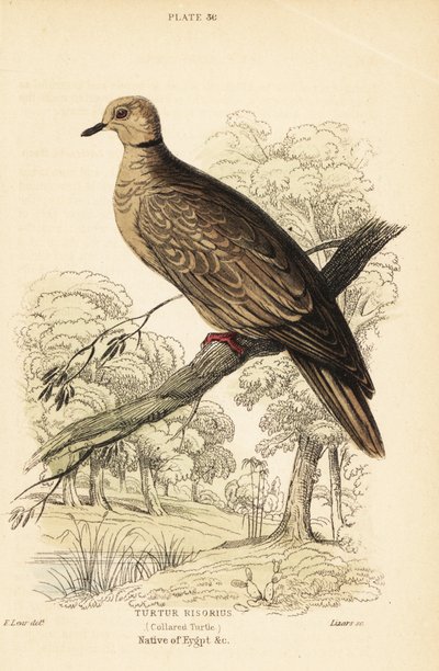 Pomba de Barbary, risoria de Streptopelia. 1889 (gravura) de Unbekannter Künstler