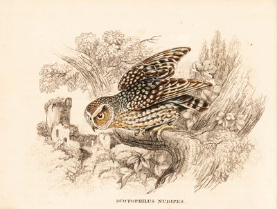 Coruja de patas nuas, Margarobyas lawrencii (Coruja nocturna de patas nuas, Scotophilus nudipes). Gravura em metal aço colorida à mão da Galeria de História Natural de Georg Friedrich Treitschke, Naturhistorischer Bildersaal des Thierreiches, Liepzig de Unbekannter Künstler
