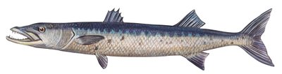 Barracuda - Grande barracuda (Sphyraena barracuda) de Unbekannter Künstler