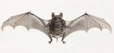 Morcegos no Egito de Unbekannt