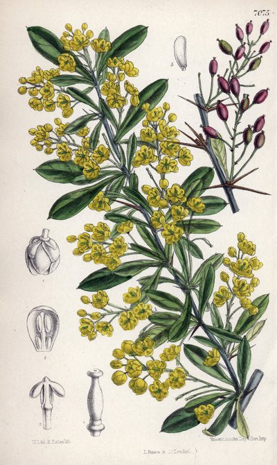 Berberis lycium, arbusto de bérberis com flores amarelas dos Himalaias ocidentais. Desenho de Matilda Smith (1854-1926), litografia de E. Bates em Curtis Botanical Magazine, de Joseph Dalton Hooker, publicado em Londres, Inglaterra, por L. Reeve and Co de Unbekannter Künstler