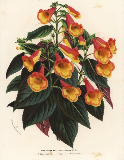 Cultivar Bicolor Achimenantha x naegelioides (Plectopoma naegelioides bicolor). Litografia colorida à mão de Louis van Houtte e Charles Lemaire, Flowers of the Gardens and Hothouses of Europe, Flore des Serres et des Jardins de l