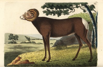 Ovelha de chifre grande ou ovelha canadiana. Ovis canadensis. Ilustração desenhada e gravada por Richard Polydore Nodder. Gravura em chapa de cobre colorida à mão da obra de George Shaw e Frederick Nodder, The Naturalist