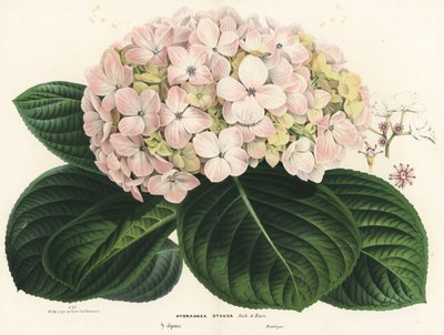 Hortênsia de folha grande, Hydrangea macrophylla (Hydrangea otaksa). Litografia colorida à mão da obra de Louis van Houtte e Charles Lemaire, Flowers of the Gardens and Hothouses of Europe, Flore des Serres et des Jardins de l