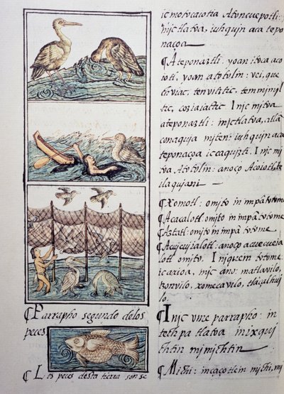 Caça às aves do lago, página do Códice Florentino, versão bilíngue em espanhol e Nahuatl, História Geral das Coisas da Nova Espanha, do missionário espanhol Fray Bernardino de Sahagun (1499-1590). A civilização asteca de Benjamin Baud