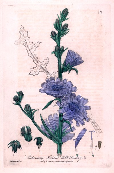 Chicória amarga (Cichorium intybus) Placa botânica de "British Phaenogamous Botany" de William Baxter e Charles Mathews 1841 de Unbekannter Künstler