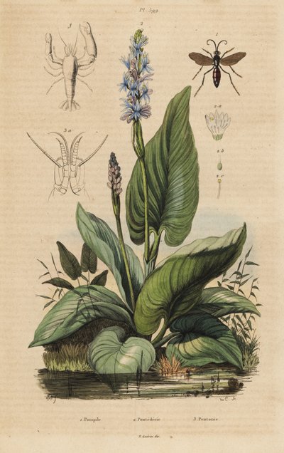 Vespa-aranha de faixa preta, Anchistus viaticus 1, Colhederelweed, Pontederia cordata 2, e camarão-guarda, Anchistus custos 3 de Unbekannt