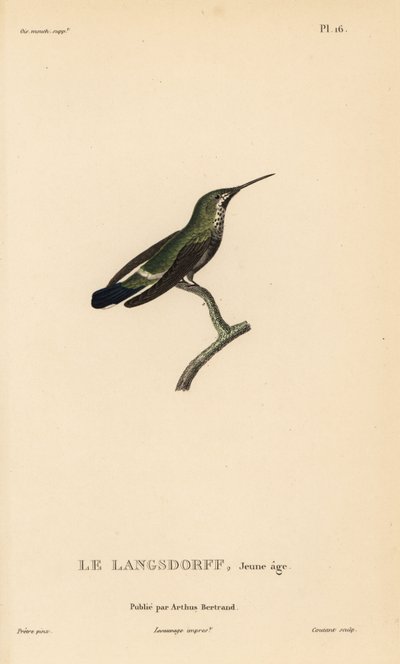 Discosura langsdorffi (Ornismya langsdorfii). Imaturo. Gravura em metal aço colorida à mão por Coutant a partir de uma ilustração de Jean-Gabriel Pretre da História Natural do Género Colibri de Colibri, de René Primevere Lesson. de Unbekannter Künstler