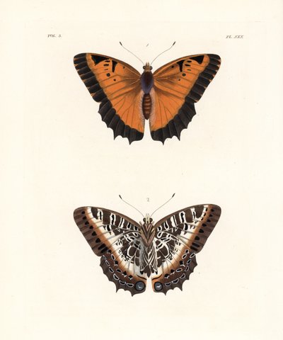 Charaxes de borda negra, Charaxes pollux, face superior 1, face inferior 2. Litografia colorida à mão da nova edição de John O. Westwood de "Illustrations of Exotic Entomology" de Dru Drury, Bohn, Londres de Unbekannter Künstler