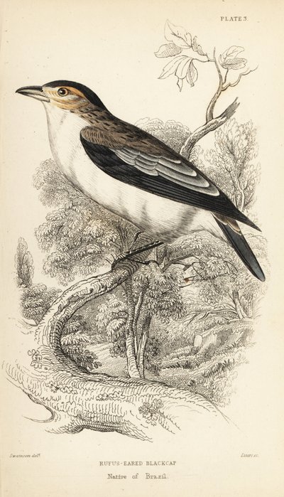 Tityra de coroa negra, Tityra inquisitor (Psaris erythrogenys). Gravura em metal aço colorida à mão por William Lizars a partir de uma ilustração de William Swainson da Naturalist