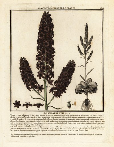 Heléboro falso preto, Veratrum nigrum. de Unbekannter Künstler