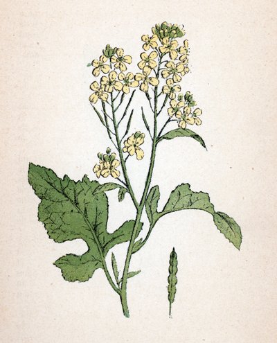 Mostarda preta (seneve noir) (Brassica nigra) (mostarda preta) Placa botânica de "Atlas colorie des plantes medicinales" de Paul Hariot de Unbekannter Künstler