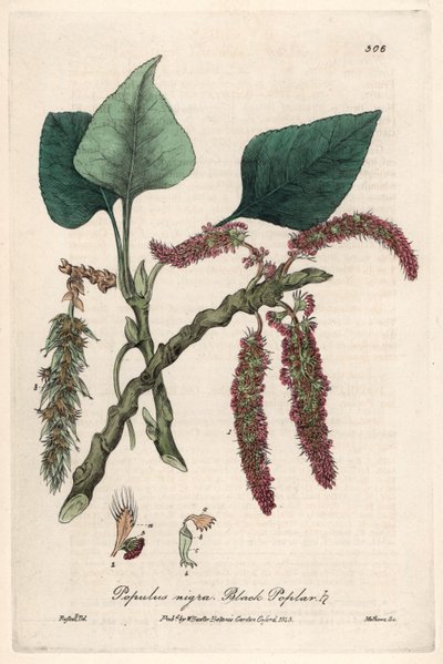 Choupo preto ou franco, liard ou piboule (Populus nigra) - Placa botânica de Isaac Russell, gravada por Charles Matthews, extraída de "English Botanical Phenomenes" de William Baxter (1788-1871) de Unbekannter Künstler