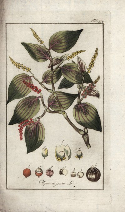 Prato de pimenta preta (Piper nigrum). Litografia de "Afbeelding der Artseny-Gewassen" de Johannes Zorn (1739-1799), Países Baixos de Unbekannter Künstler