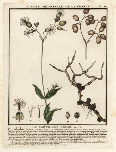 Campion da bexiga, Silene vulgaris. de Unbekannter Künstler
