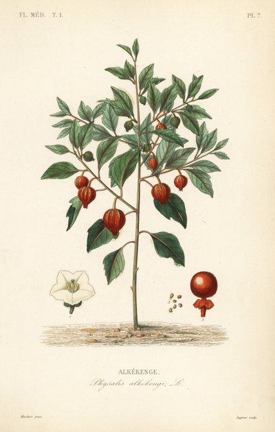 Cerejeira da bexiga ou lanterna chinesa, Physalis alkekengi, Alkekenge de Unbekannt