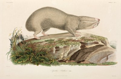 Rato toupeira cego, zona do Mar Negro de Unbekannter Künstler
