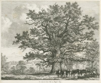 Blithfield - Squitch-bank Oak: gravura, 1824 de Unbekannt