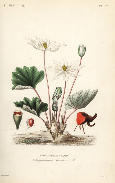 Bloodroot, Sanguinaria canadensis, Sanguinaire du Canada de Unbekannt