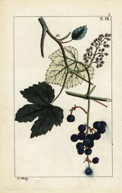 Uvas azuis na videira, Vinis vitifera. de Unbekannter Künstler