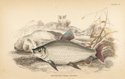 Bocachico ou koulimata, Prochilodus rubrotaeniatus (carpa salmoneira de listras vermelhas pálidas, Prochilodus rubro-taeniatus). Gravura em metal aço colorida à mão por W.H. Lizars a partir de uma ilustração de James Stewart da obra Fishes of Guiana de Rob de Unbekannter Künstler