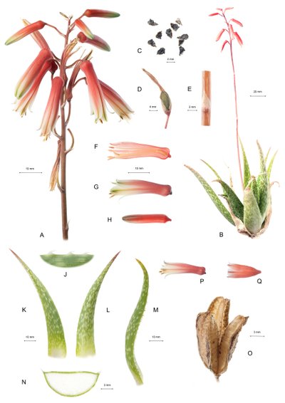 Conselho Botânico/Aloe/Aloe de Unbekannt