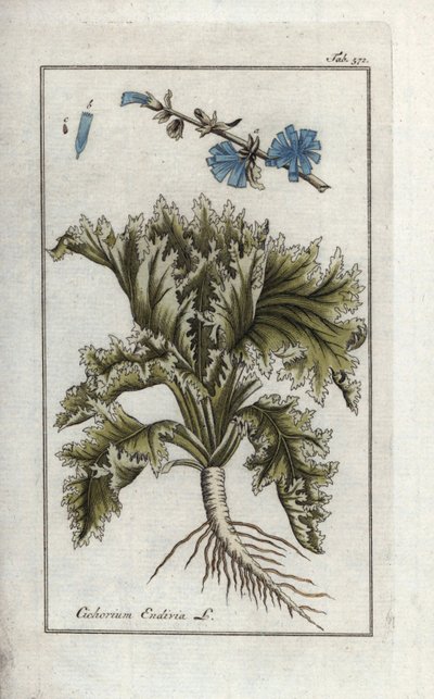 Botânica: Endívia, Cichorium endivia. Gravura botânica em placa de cobre colorida à mão da obra "Afbeelding der Artseny-Gewassen" de Johannes Zorn, Jan Christiaan Sepp, Amesterdão de Unbekannter Künstler