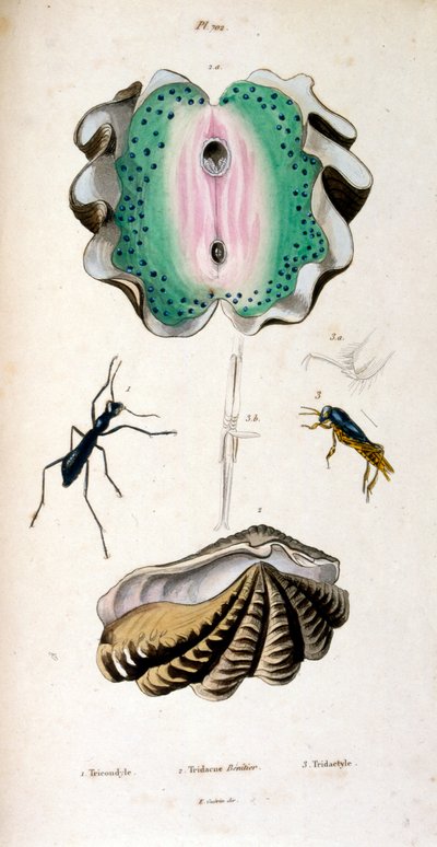 Ilustração botânica e zoológica de F. E. Guérin. De Dictionnaire pittoresque d
