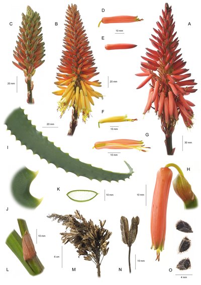 Tábua botânica/Aloe arborescens/Aloe arborescentes de Unbekannt