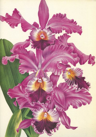Quadro botânico/Cattleya labiata var. Perfecta/Lindenia de Unbekannt