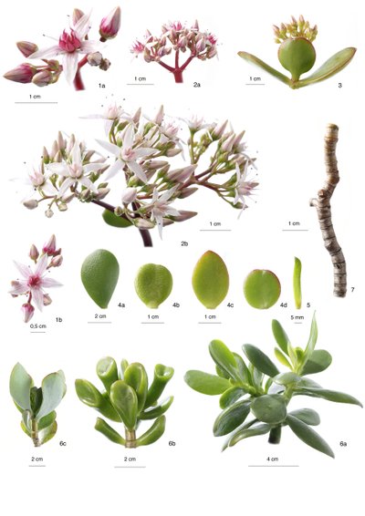 Placa botânica/Crassula ovata de Unbekannt