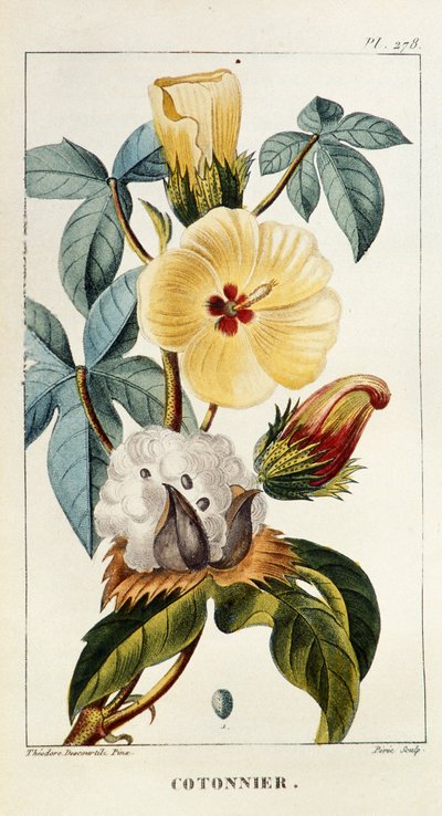 Tábua Botânica/Gossypium sp/Cotton de Unbekannt