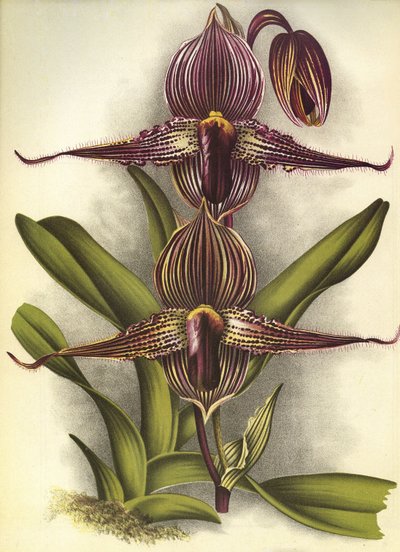 Placa botânica/Paphiopedilum rothschildianum/Lindenia de Unbekannt