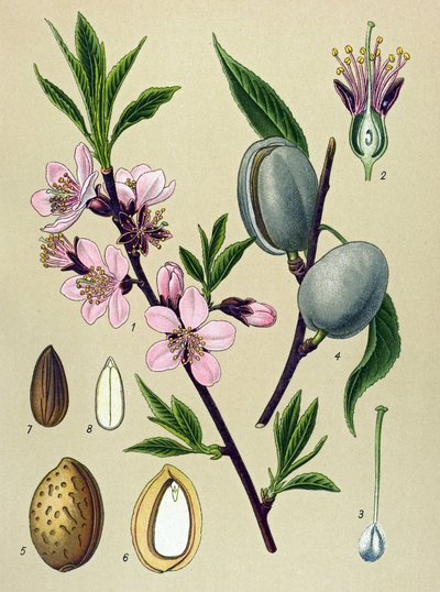 Quadro botânico. Amígdalina (Amêndoa): Amêndoa comum (Amygdalus communis) de Unbekannter Künstler
